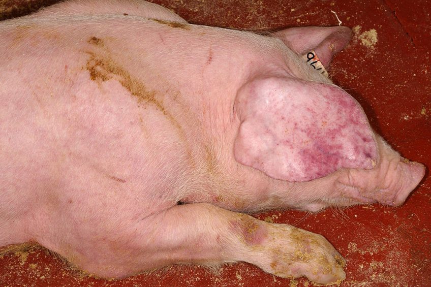 A pig that is affected by ASF - one of the characteristics is the occurrence of petechias. Photo: Lina Mur