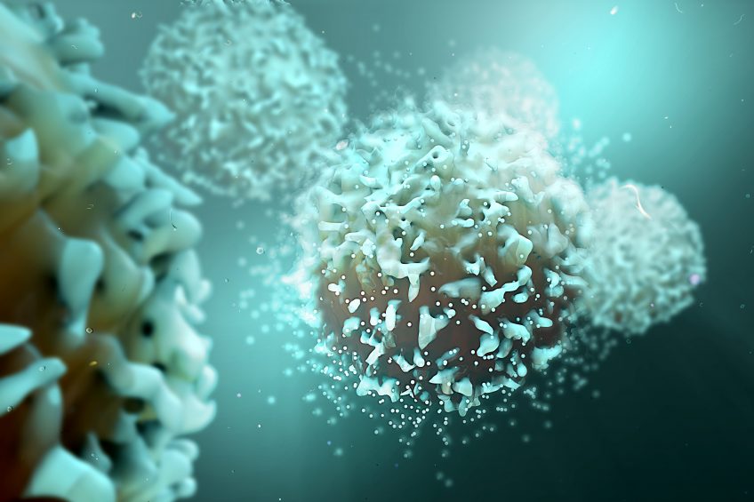 British researchers: Pig immunology breakthrough. Illustration: Shutterstock