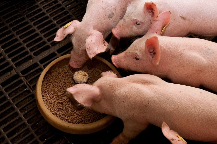 Torula yeast contains highly digestible amino acids and can replace fish meal and plasma protein in diets for weanling pigs without affecting growth performance. Photo: Ronald Hissink