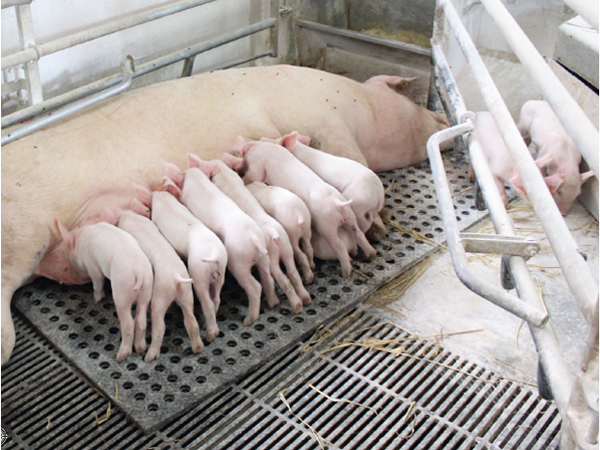 Open crate in the combi-pen by Jyden. If sows are not feeding the piglets enough, it can help if they are set free. Exercise is good for them.