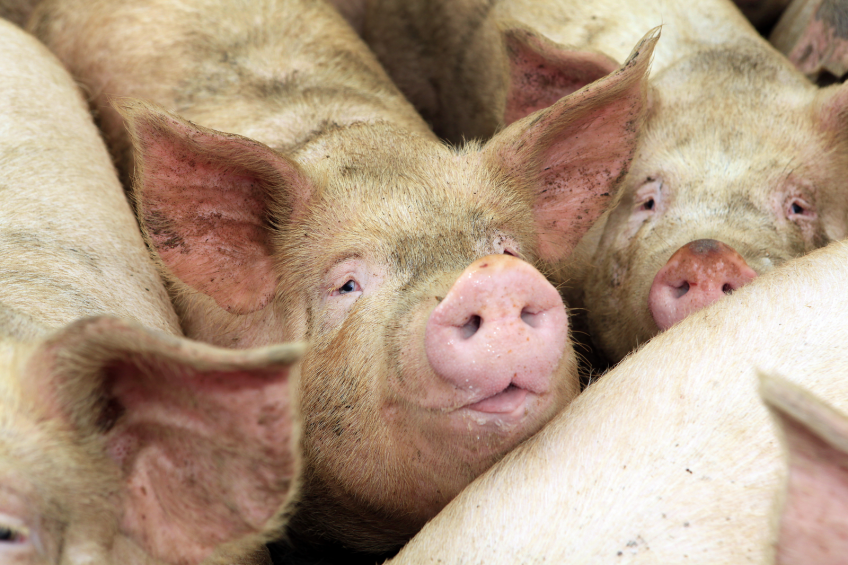 Improving genetic resources through gene bank management - Pig Progress