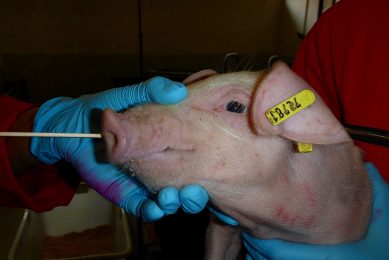 Carefully taking nasal swabs from a pig. - Photo: Dr Julia Stadler