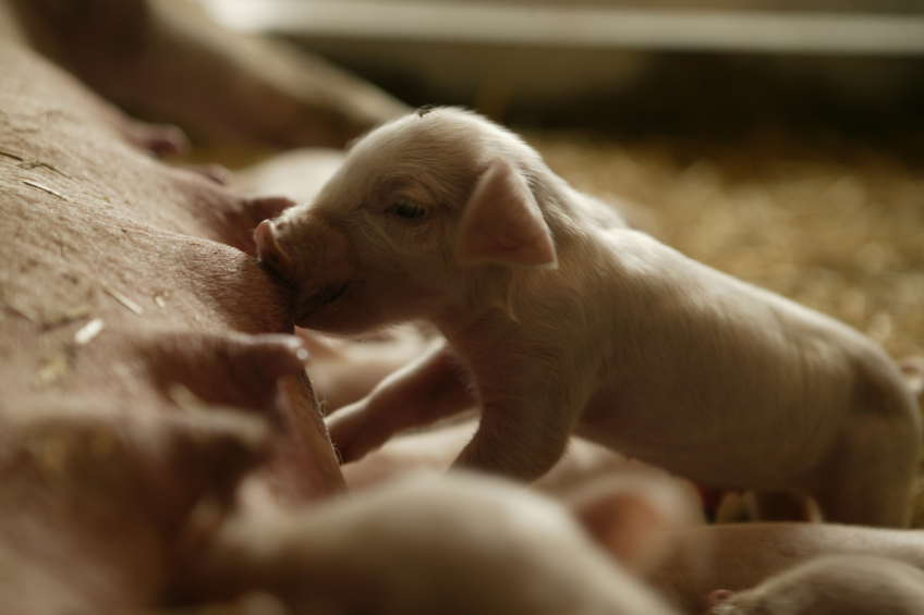 A healthy piglet starts  with a healthy sow