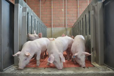 Piglets express neophobia when faced with unfamiliar feed. Weaning remains a stressful event with an important impact on the animals. Photo: ILVO
