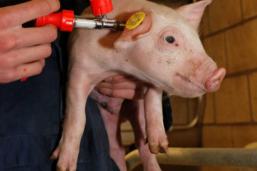 A piglet is being vaccinated. Will there soon be an ASF vaccine in the bottle? Photo: Henk Riswick