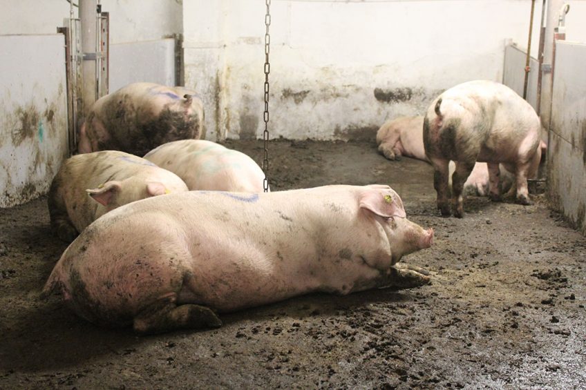 Sentinel pigs are used to try out whether or not it is safe for pigs to come back to a farm. The pigs in the picture were used on a farm in Lithuania.