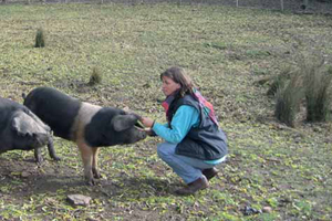 Fiona Chambers with Wessex Saddleback pigs which are now extinct in the UK but preserved in Australia and New Zealand.
