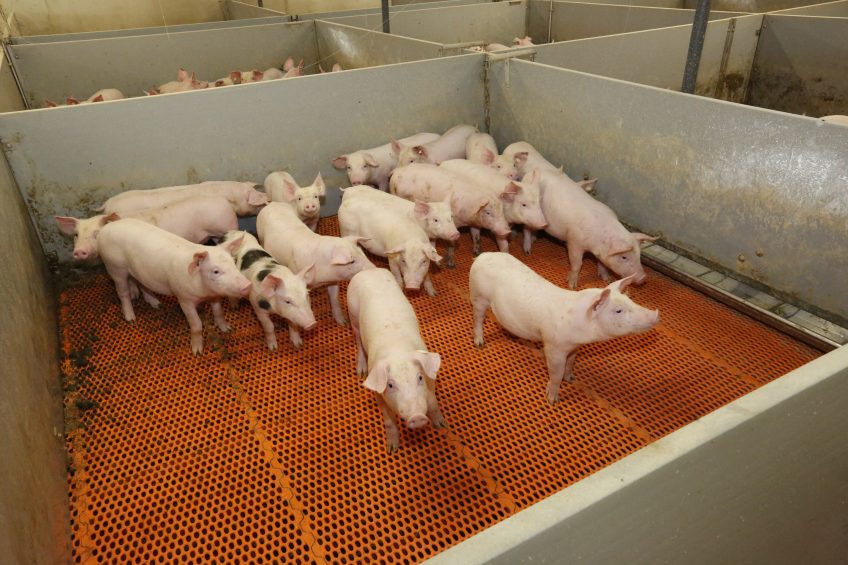 Control of M. hyo at early stages in the production chain can reduce the severity of clinical mycoplasmal pneumonia for pigs later in life. Photo: Henk Riswick