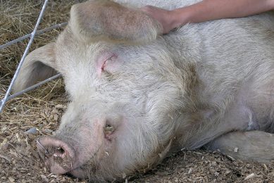 A pig   quite a lot older than those in the trial   snoozing away while receiving a  gentle handling  treatment. Photo: Shutterstock
