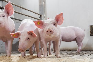Nursery pigs experience stress during weaning, in response to which cytokines are released to regulate inflammation. - Photo: Trouw Nutrition/ Bart Nijs