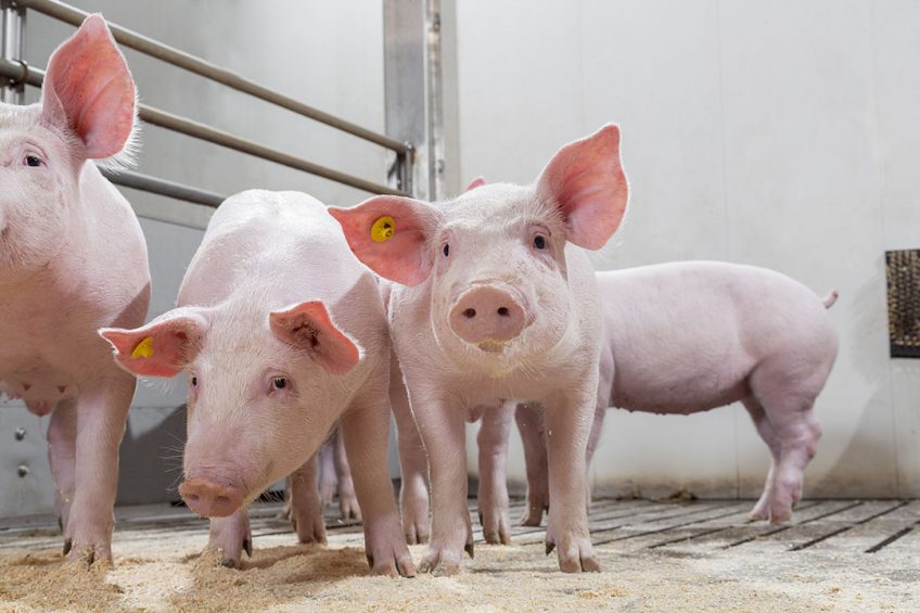 Nursery pigs experience stress during weaning, in response to which cytokines are released to regulate inflammation. - Photo: Trouw Nutrition/ Bart Nijs
