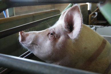 Rusagro eyes Asian investor for pork project