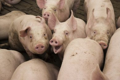 Optimising amino acids in swine diets