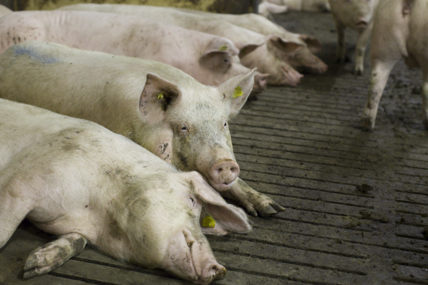 Large pig gene pool despite ages of domestication