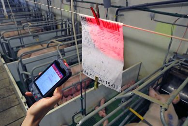 Benchmarking starts with knowing exactly what is going on inside the pig houses. This producer uses the mobile application PigExpert. Photo: Bert Jansen