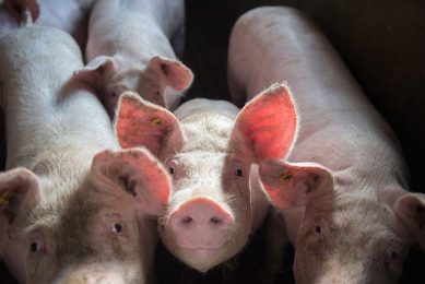 Robust animals, by definition, are less affected by a disease challenge, and therefore, require fewer antibiotics. - Photo: Topigs Norsvin