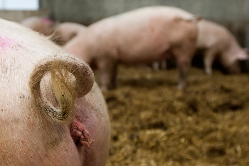 Providing straw for sows in partly-slatted pens