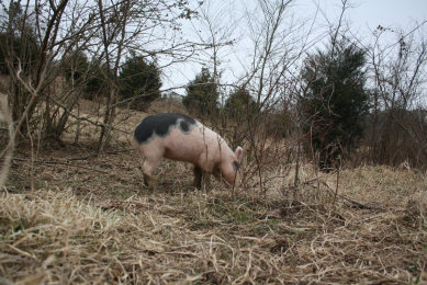 Research: Pigs in the wood