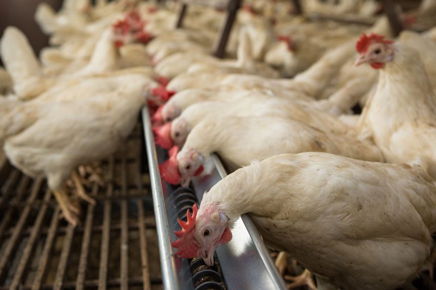 Gut health in poultry: A holistic approach. Photo: Peter J.E. Roek