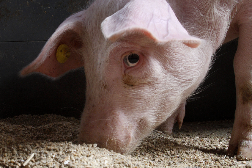 France: Feed companies finance pig farmers