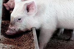 Pigs fed more fibre are less aggressive