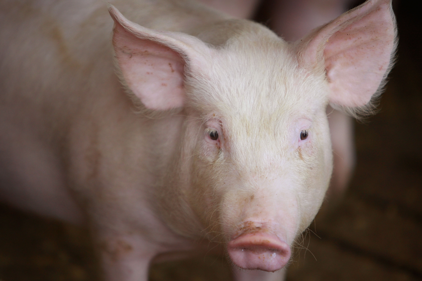 USDA: Only US pork exports will grow strongly