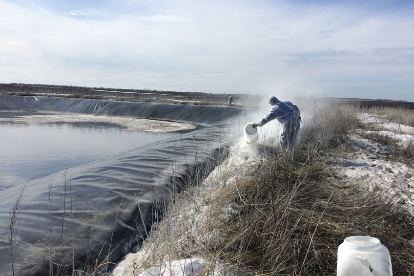Treating the manure lagoon: it is needed to cover all farm territory with powder disinfectant 25% dry bleach. Photo: Gustavo Lopez