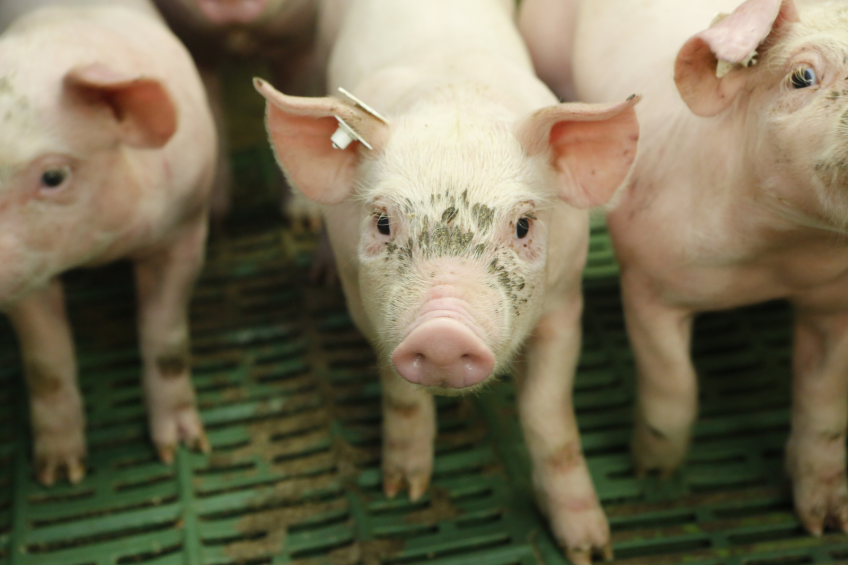 Pig diets: Porcine plasma or egg yolk antibodies?