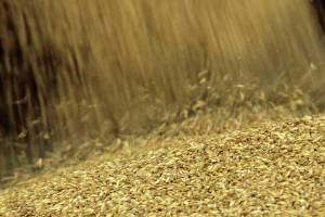 Russia plans to produce 30 million tonnes of feed
