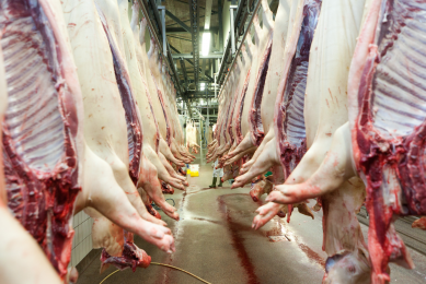 Record number of pigs slaughtered in Germany