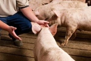 Danish Pig Farms tour