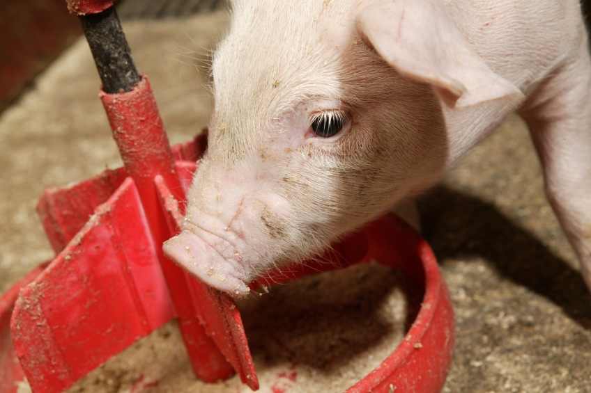 USDA: Insight into animals' feeding habits - Pig Progress