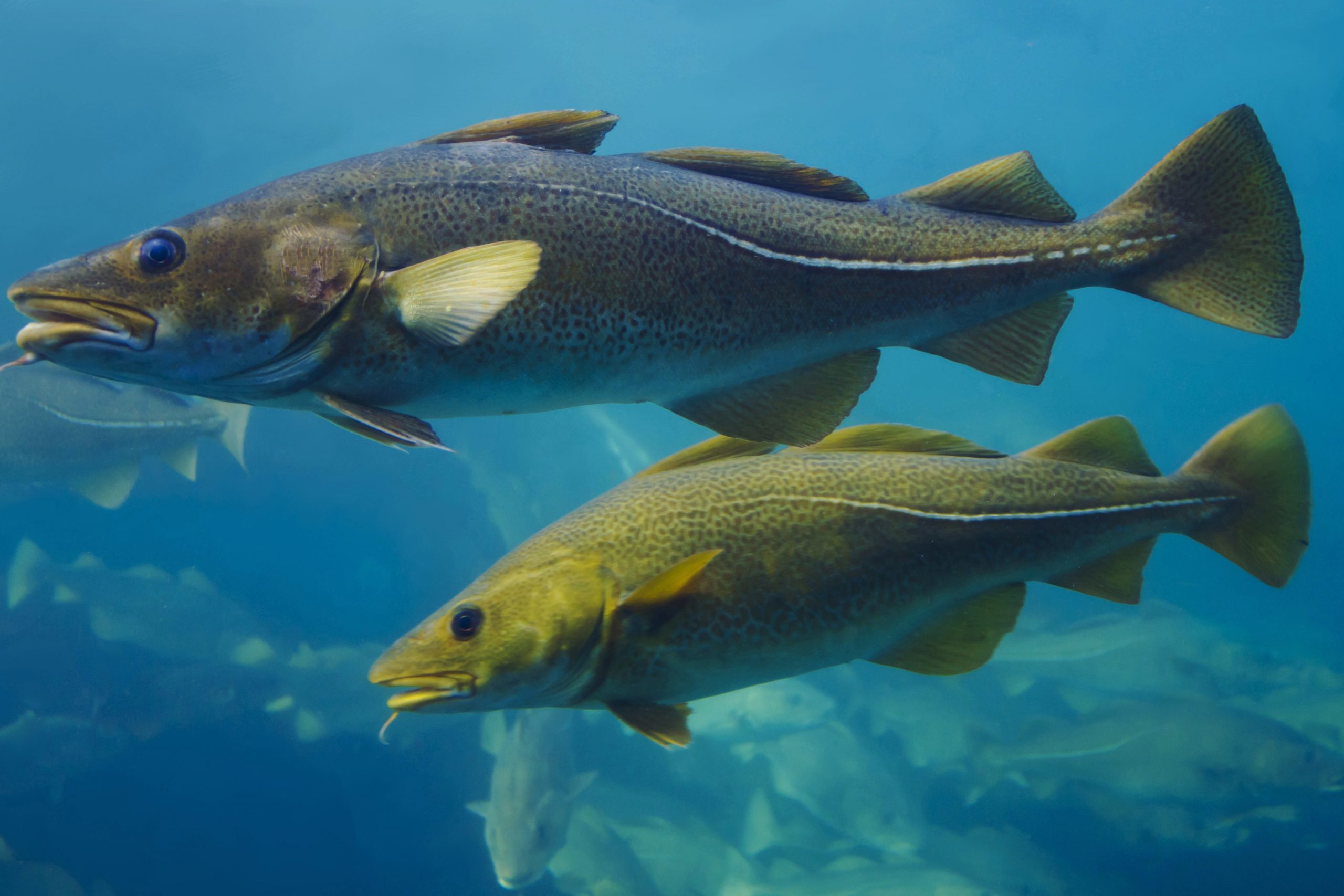 Nutritional value of fish silage in pigs - Pig Progress