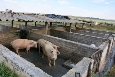 Most pigs are of the Landrace breed and are fed on waste dairy products. Photo: Chris McCullough