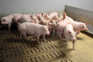 There are about 1,700 finisher pigs at Vuorisen Tila. As tail docking is forbidden in Finland, all tails are long. Photo: Chris McCullough