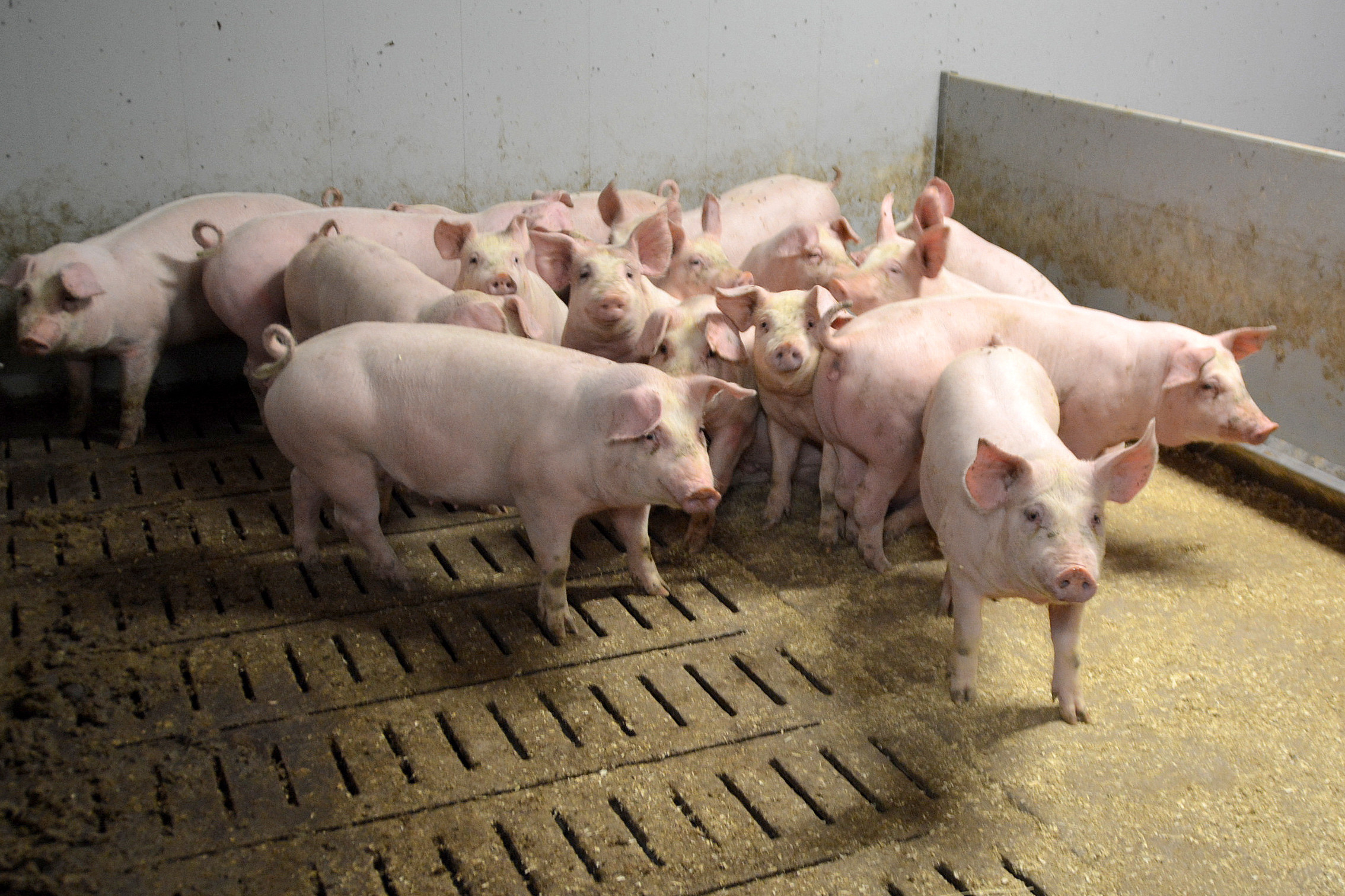 Will Your Pig Survive The Freeze?  A Farmer'S Guide - 0q3c9i7