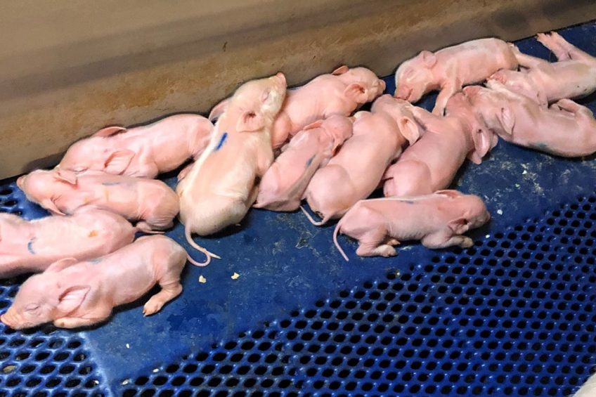 A healthy homogeneous litter is the best starting point to a successful pig production with minimum use of antibiotics. Photo: Edgar García Manzanilla