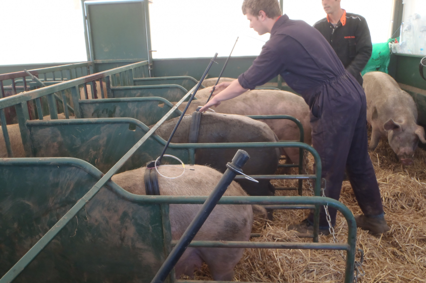 New AI pod for outdoor sows aims to improve litter size