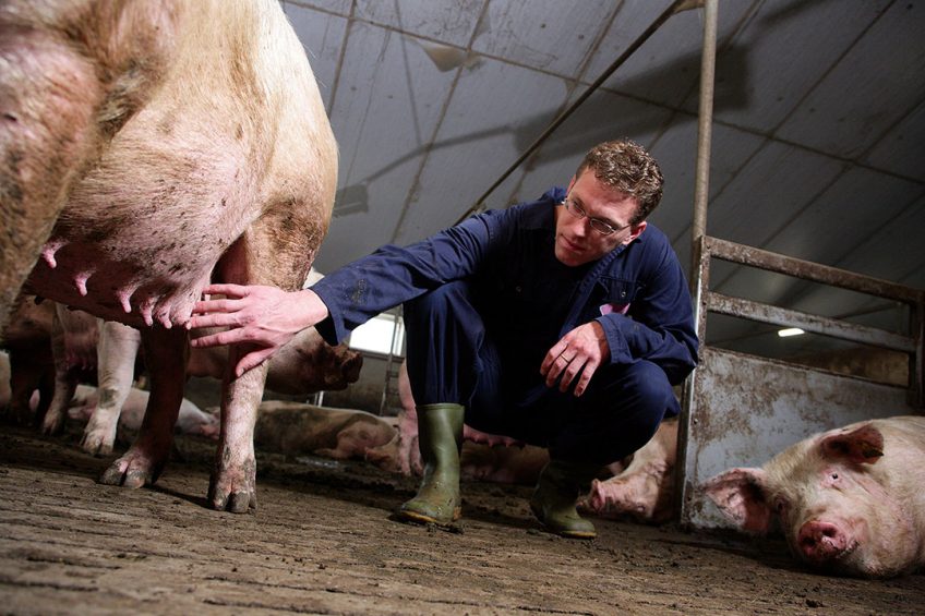 The ideal future sow would combine low maintenance with excellent milk production. Photo: Hans Prinsen