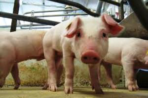 Collaboration promotes swine sector profitability