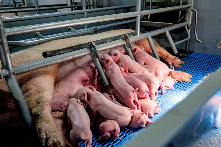 A Topigs Norsvin sow in  action . The breeding company is a partner in the Breed4Food consortium. Photo: Ronald Hissink