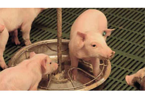 Novel strategy for better nutrient use in piglets