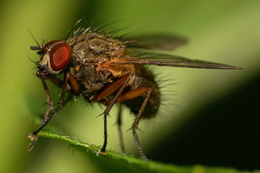 A close up of the stable fly Stomoxys calcitrans, the type of fly that was used in the research. Photo: Shutterstock