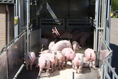 Weaner pigs at the end of the ramp, about to enter a truck. Photo: Vincent ter Beek