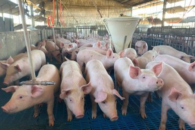 Brazil s pig industry has to make do without 3 growth promoters since 2020. Photo: Daniel Azevedo