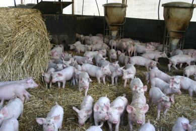 The weaned pigs stay in the nursery shelters, which are complete with specialty constructed heated boxes, for four weeks.