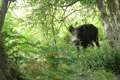A healthy wild boar notices a photographer and is about to run off. - Photo: Jan Vullings
