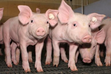 Benefits for piglets when using TBCC diet additive. Photo: Vincent ter Beek