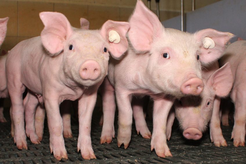 Benefits for piglets when using TBCC diet additive. Photo: Vincent ter Beek