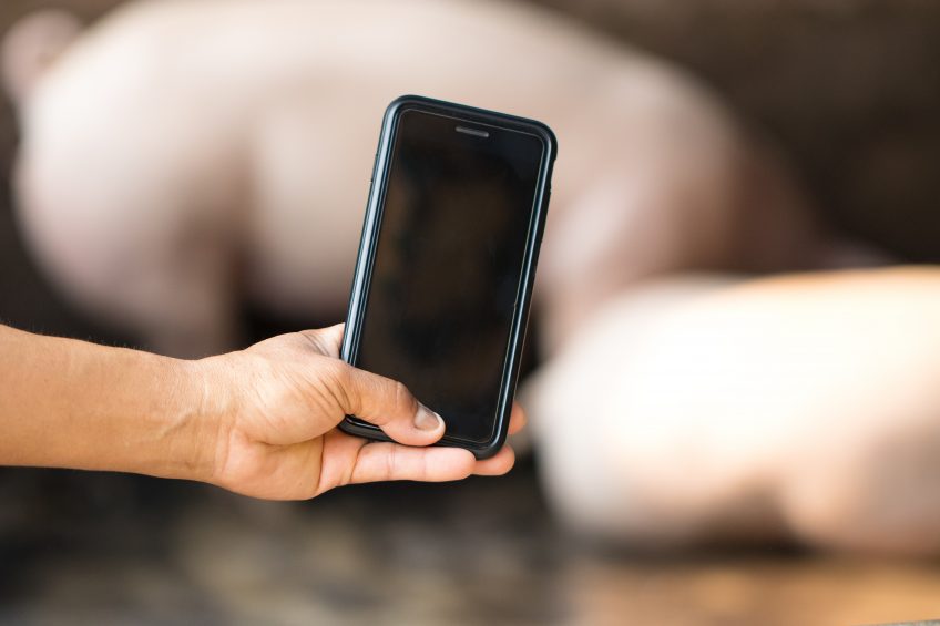 Why a good pig farm can t do without technology. Photo: Shutterstock
